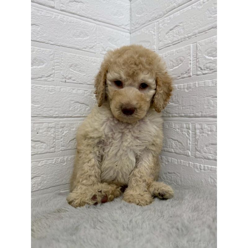 販売中の東京都のスタンダードプードル-454646の6枚目