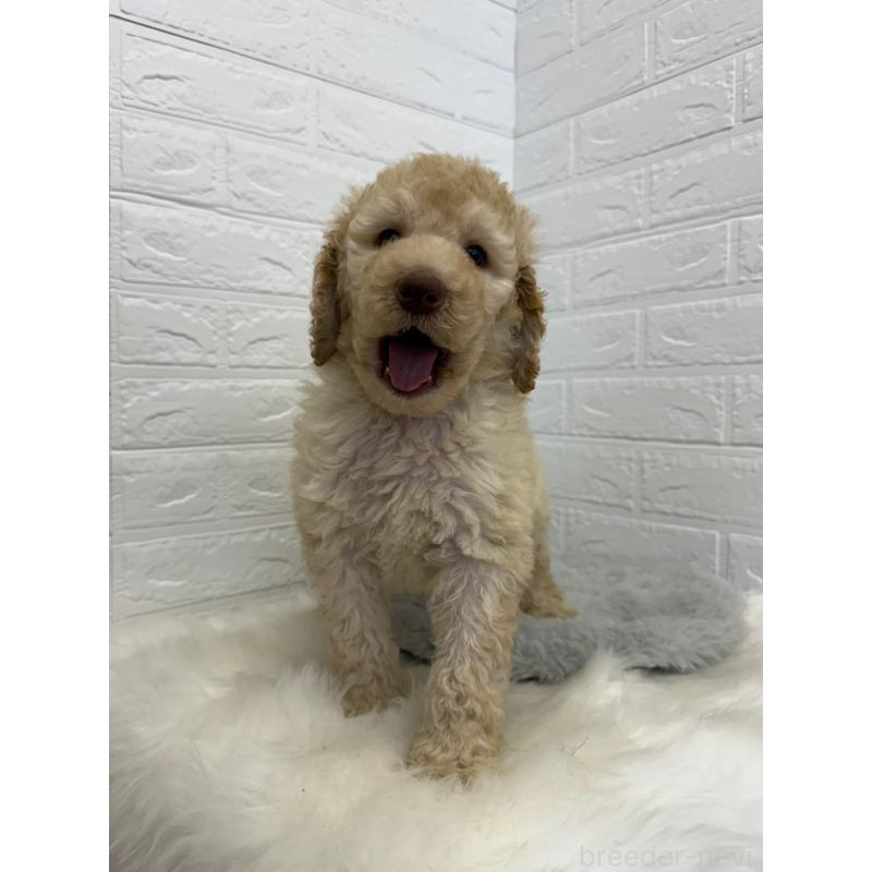 販売中の東京都のスタンダードプードル-454646の5枚目