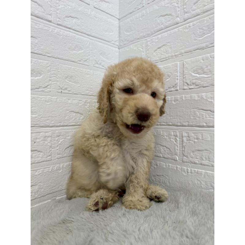 販売中の東京都のスタンダードプードル-454646の4枚目