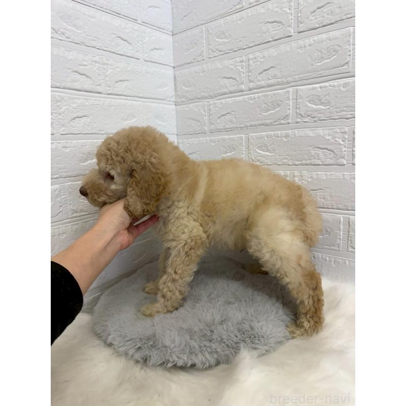 販売中の東京都のスタンダードプードル-454646の2枚目