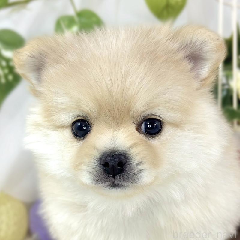 販売中の滋賀県のポメチワ:ポメラニアン×チワワ-454647
