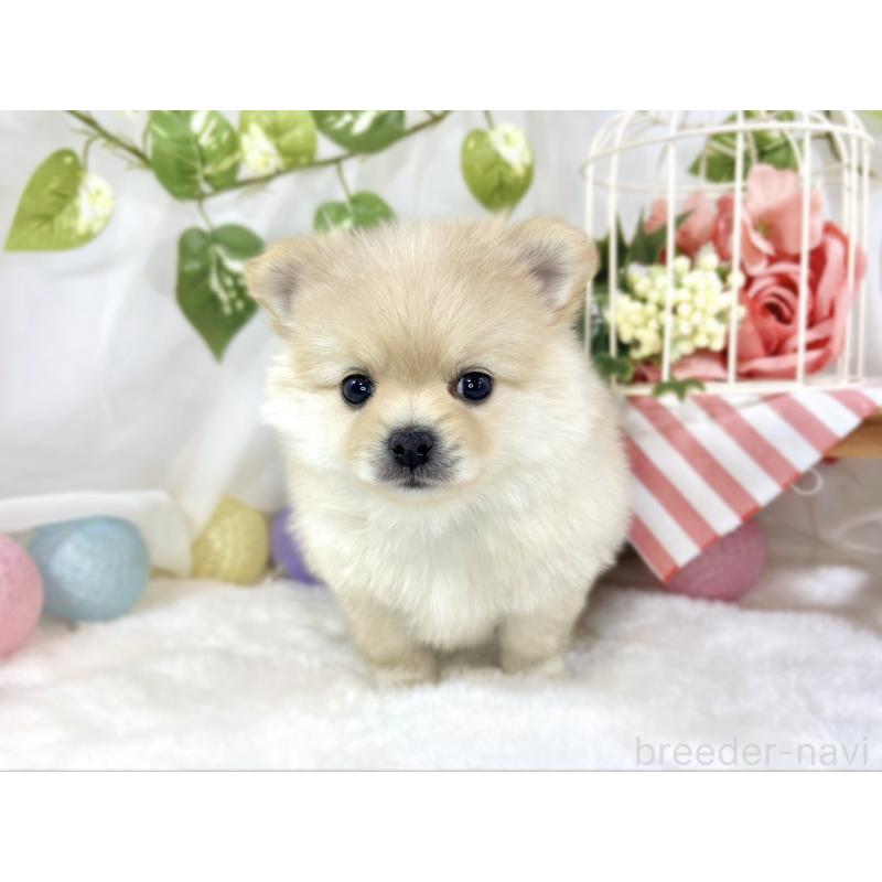販売中の滋賀県のポメチワ:ポメラニアン×チワワ-454647の4枚目