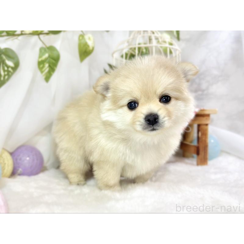販売中の滋賀県のポメチワ:ポメラニアン×チワワ-454647の3枚目