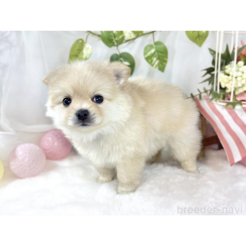 販売中の滋賀県のポメチワ:ポメラニアン×チワワ-454647の2枚目