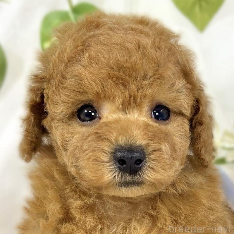 販売中の滋賀県のトイプードル-454648