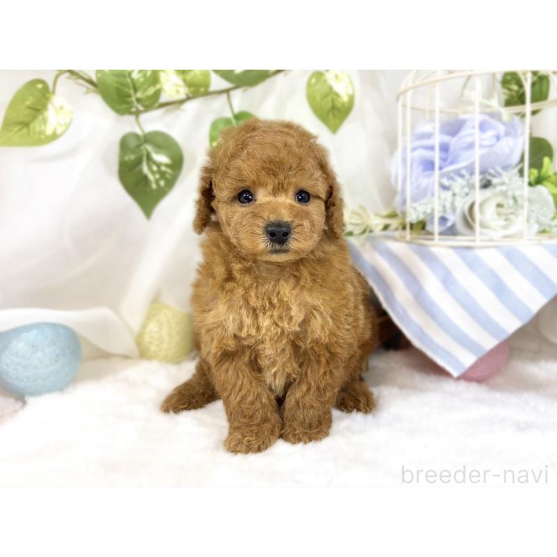 販売中の滋賀県のトイプードル-454648の4枚目