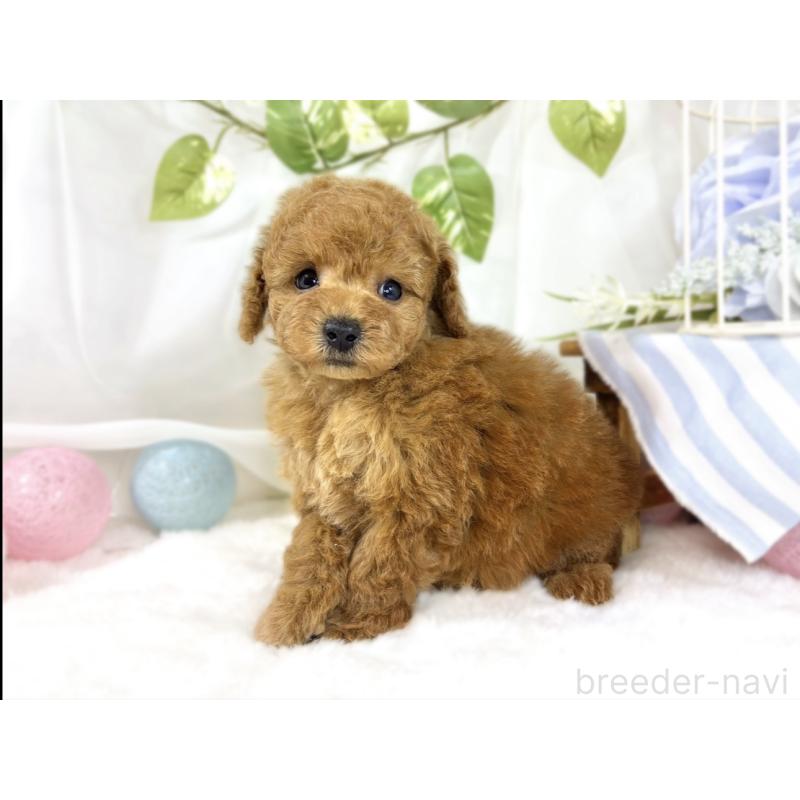 販売中の滋賀県のトイプードル-454648の3枚目