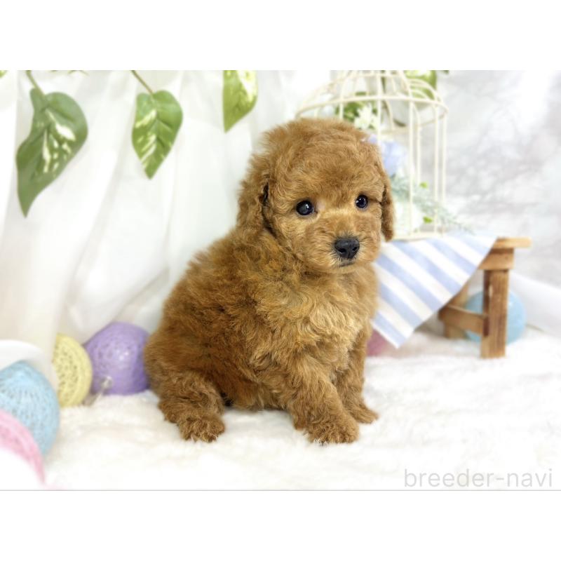 販売中の滋賀県のトイプードル-454648の2枚目