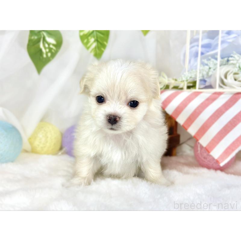 販売中の滋賀県のチワマル:チワワ×マルチーズ-454649の4枚目