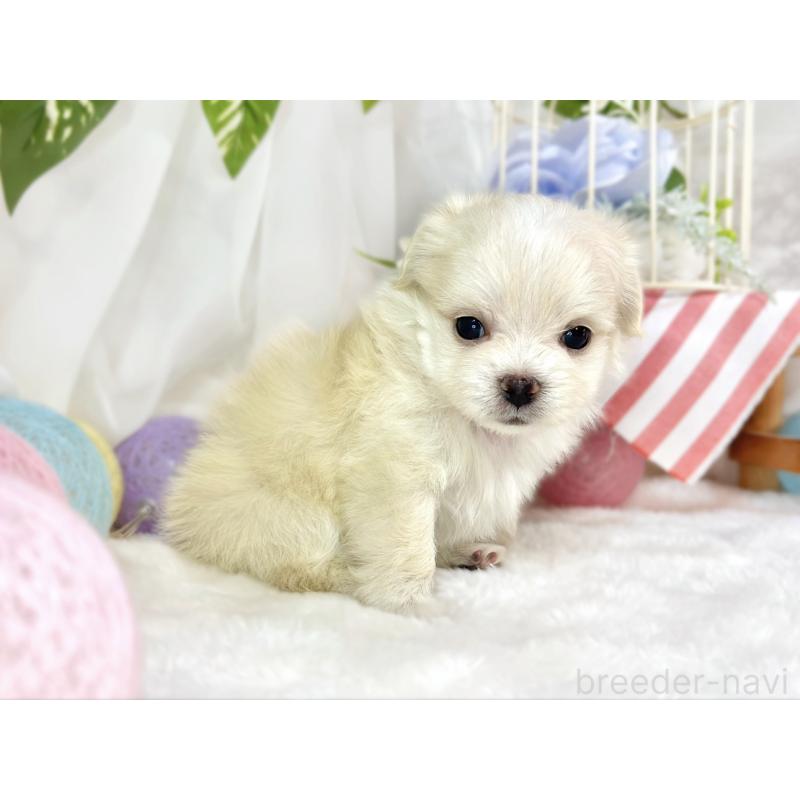 販売中の滋賀県のチワマル:チワワ×マルチーズ-454649の3枚目