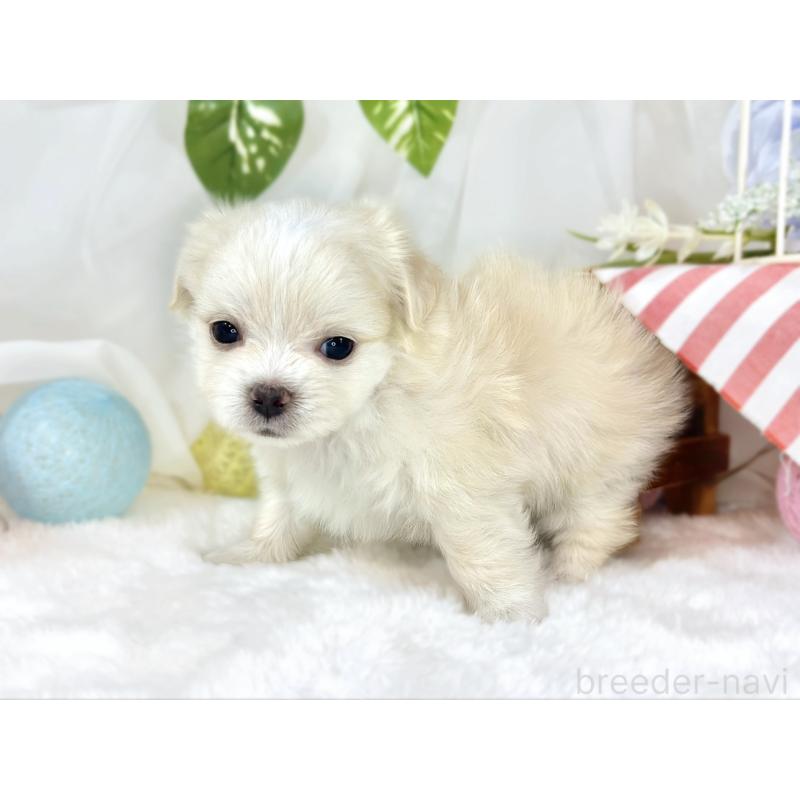 販売中の滋賀県のチワマル:チワワ×マルチーズ-454649の2枚目