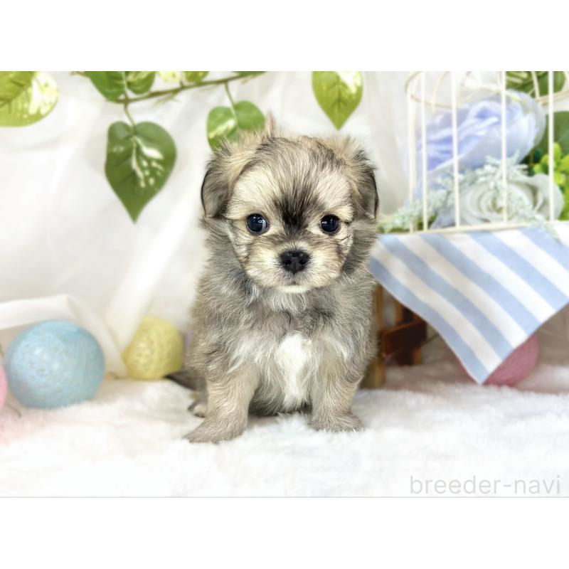 販売中の滋賀県のチワマル:チワワ×マルチーズ-454650の4枚目