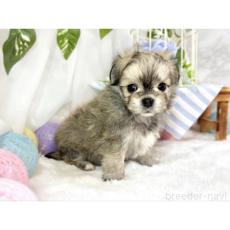 販売中の滋賀県のチワマル:チワワ×マルチーズ-454650の3枚目