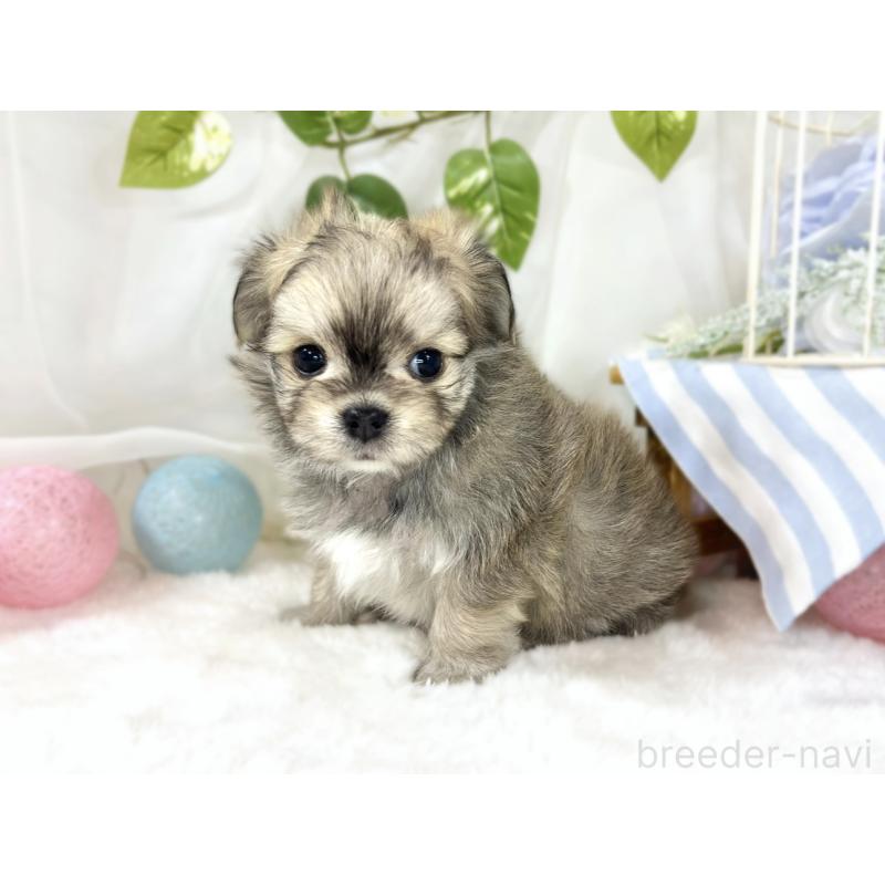 販売中の滋賀県のチワマル:チワワ×マルチーズ-454650の2枚目