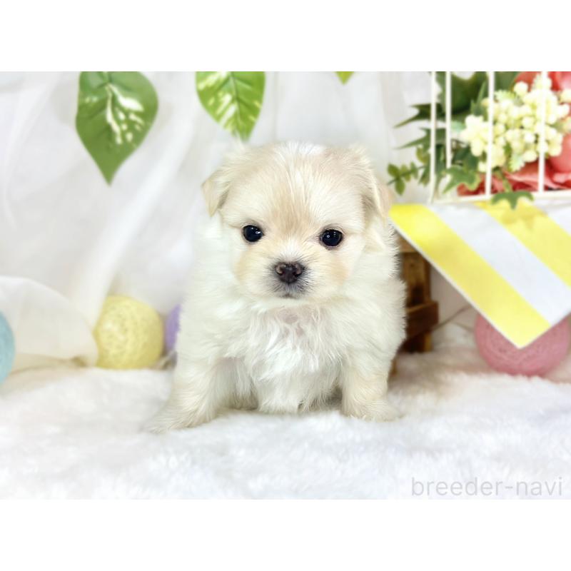 販売中の滋賀県のチワマル:チワワ×マルチーズ-454651の4枚目