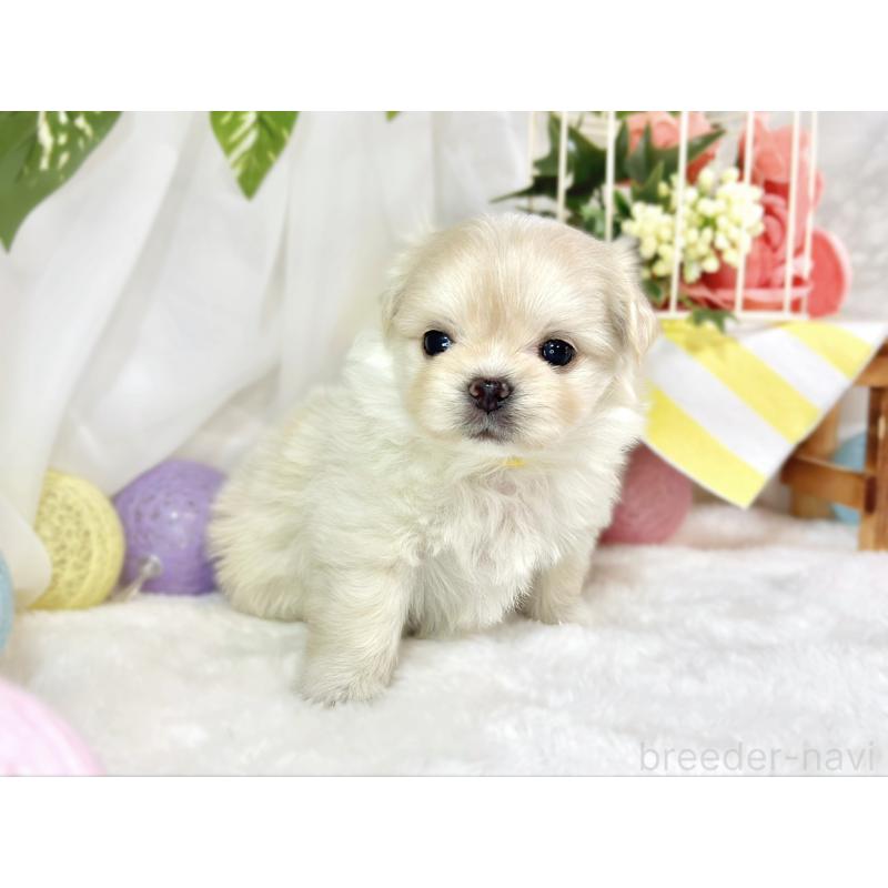 販売中の滋賀県のチワマル:チワワ×マルチーズ-454651の3枚目