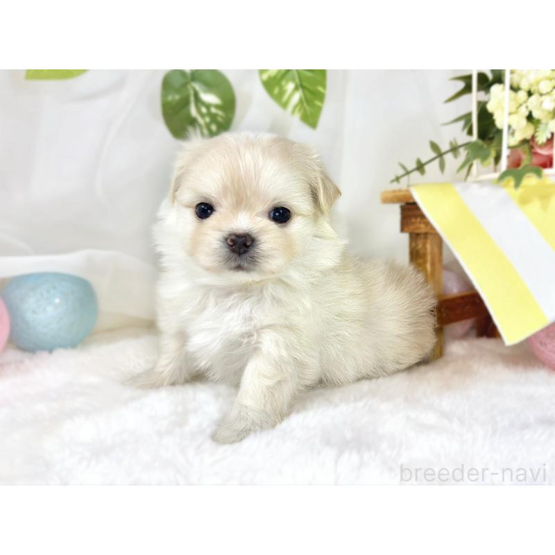 販売中の滋賀県のチワマル:チワワ×マルチーズ-454651の2枚目