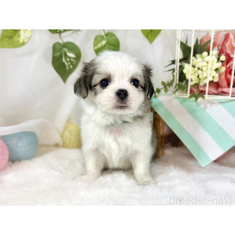 販売中の滋賀県のチワマル:チワワ×マルチーズ-454652の4枚目