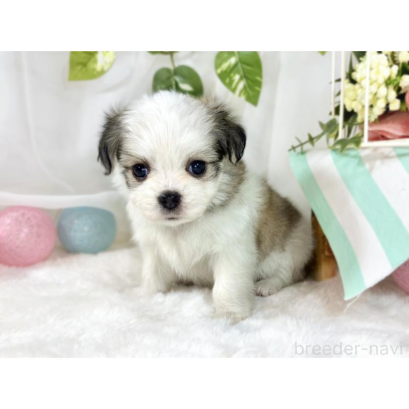 販売中の滋賀県のチワマル:チワワ×マルチーズ-454652の2枚目