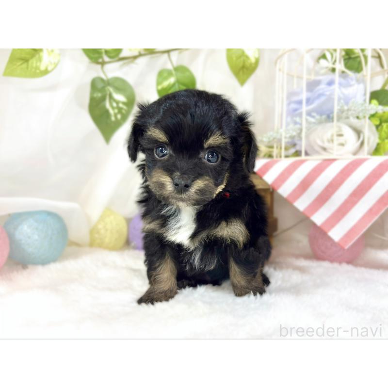 販売中の滋賀県のチワプー:チワワ×トイプードル-454653の4枚目