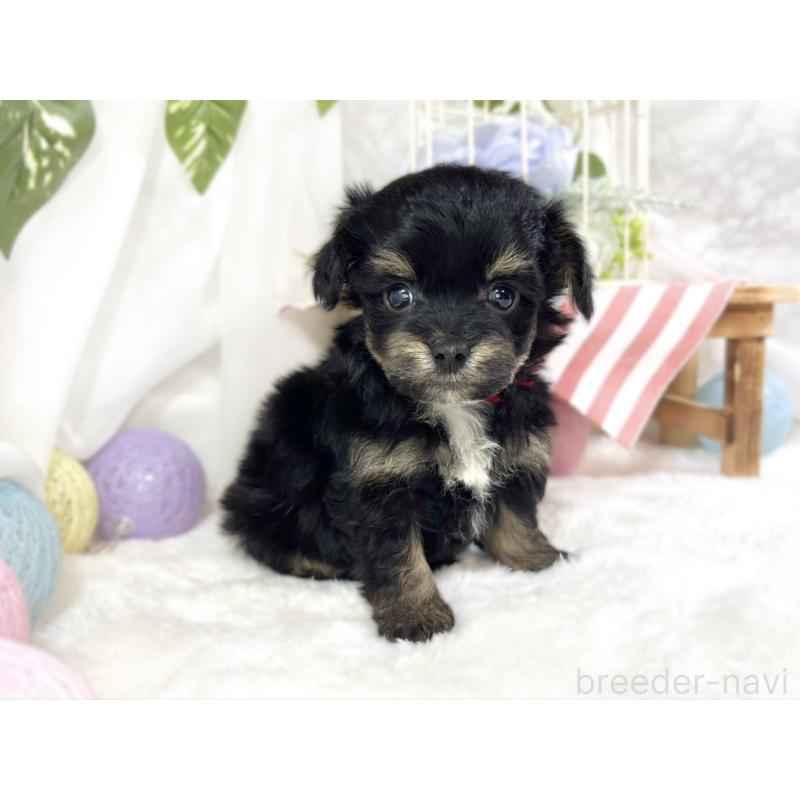 販売中の滋賀県のチワプー:チワワ×トイプードル-454653の3枚目