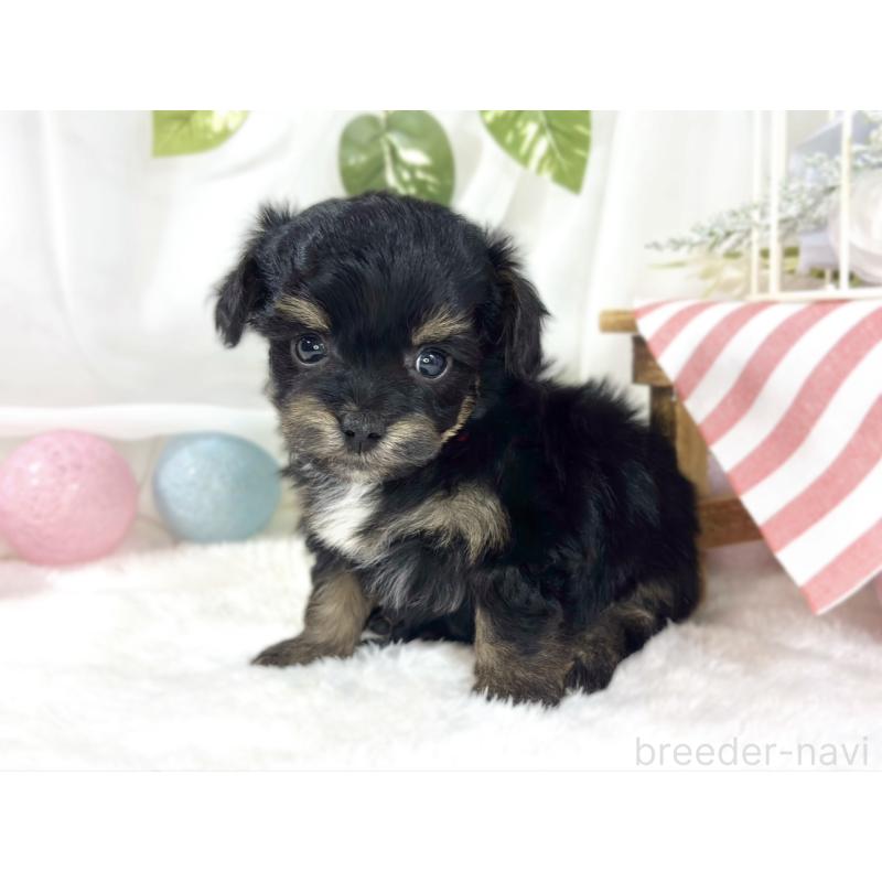 販売中の滋賀県のチワプー:チワワ×トイプードル-454653の2枚目