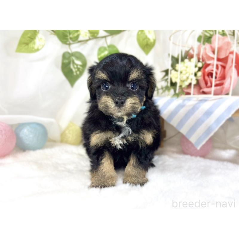 販売中の滋賀県のチワプー:チワワ×トイプードル-454654の4枚目