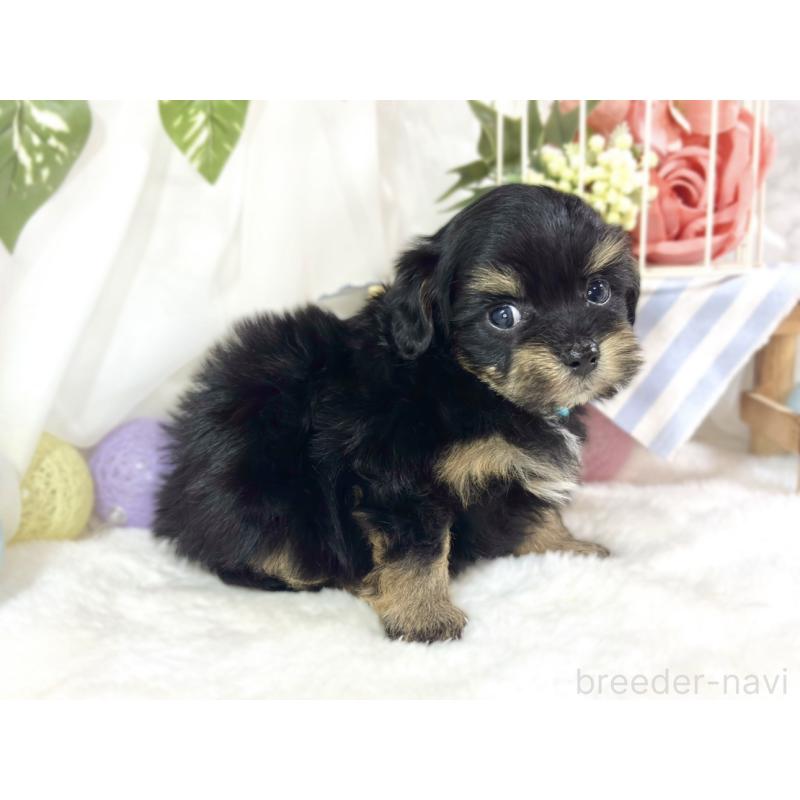 販売中の滋賀県のチワプー:チワワ×トイプードル-454654の3枚目