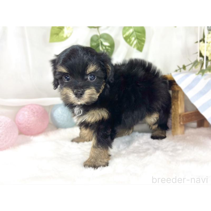 販売中の滋賀県のチワプー:チワワ×トイプードル-454654の2枚目