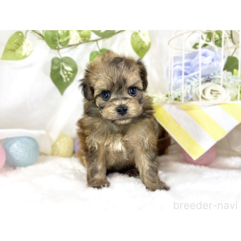 販売中の滋賀県のチワプー:チワワ×トイプードル-454655の4枚目