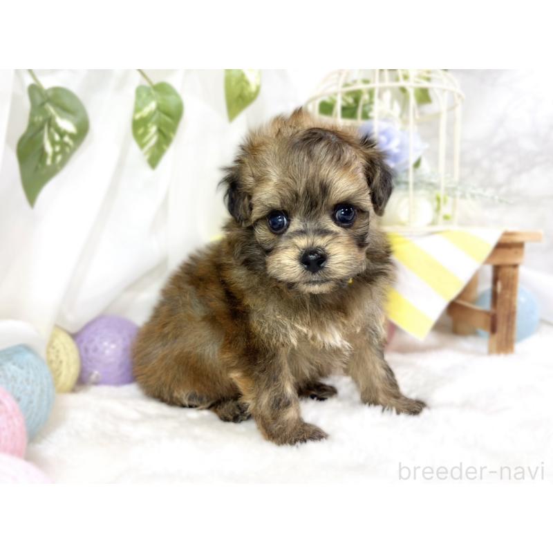 販売中の滋賀県のチワプー:チワワ×トイプードル-454655の3枚目