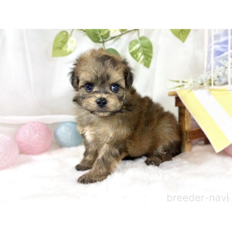 販売中の滋賀県のチワプー:チワワ×トイプードル-454655の2枚目