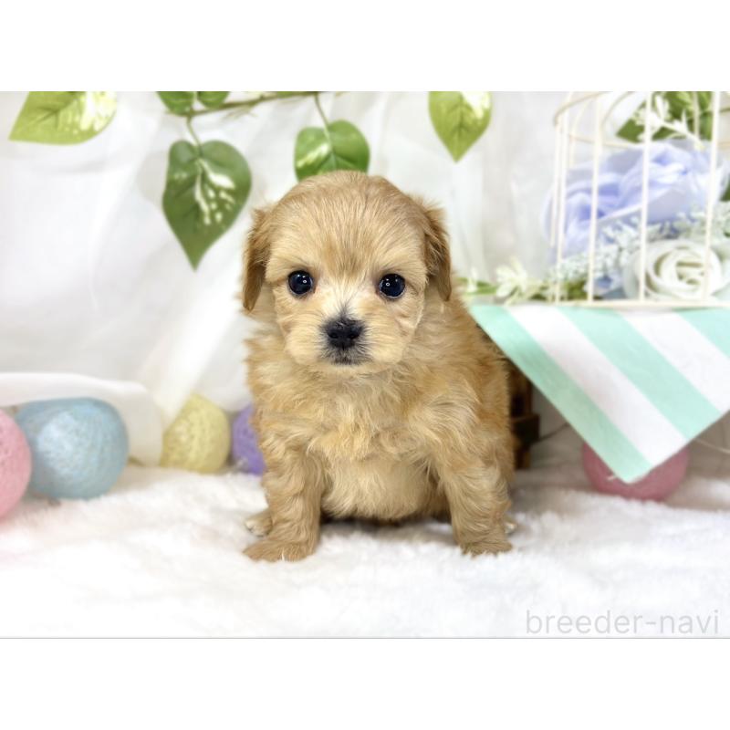 販売中の滋賀県のチワプー:チワワ×トイプードル-454656の4枚目