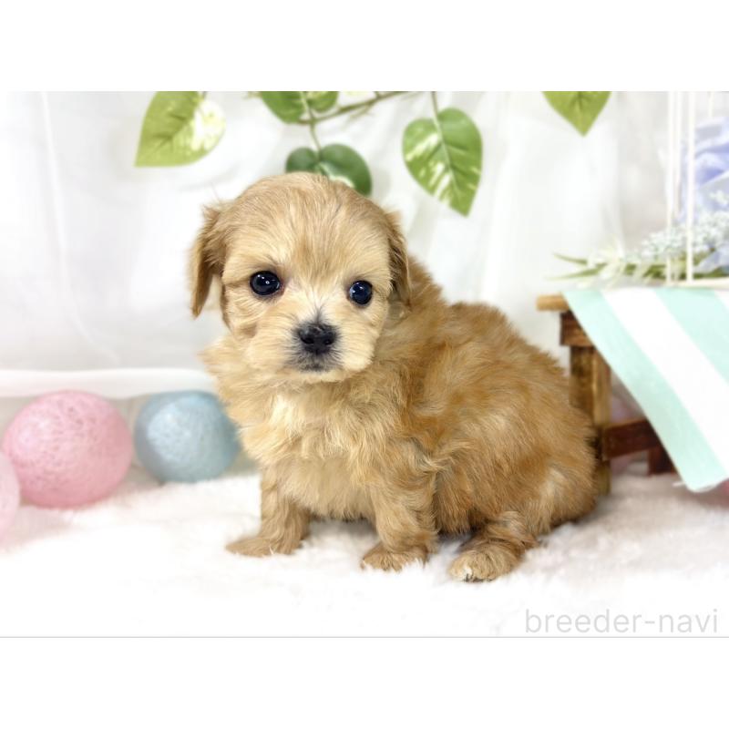 販売中の滋賀県のチワプー:チワワ×トイプードル-454656の2枚目