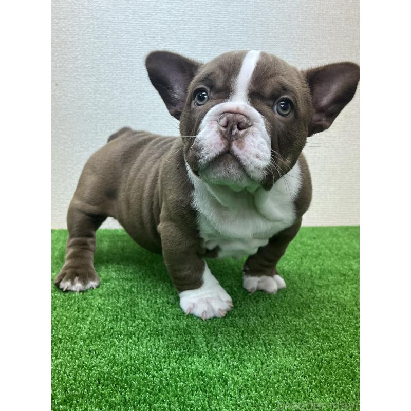 販売中の大阪府のエキゾチックブリー-451849