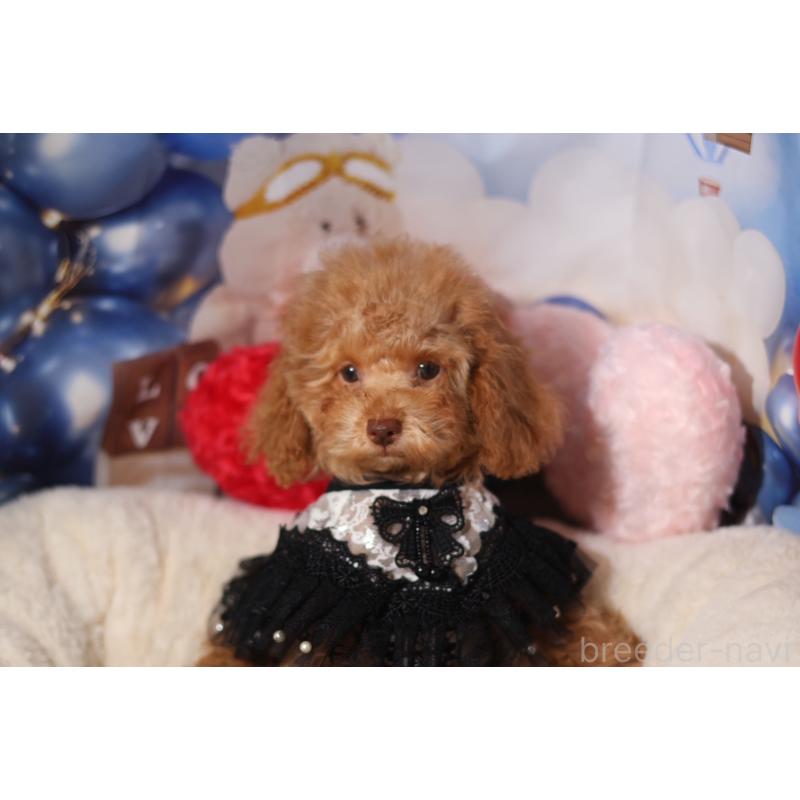 販売中の大阪府のタイニープードル-446834の3枚目