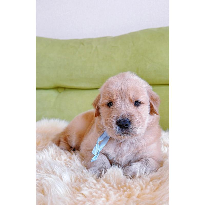 販売中の岐阜県のゴールデンレトリーバー-454657の15枚目