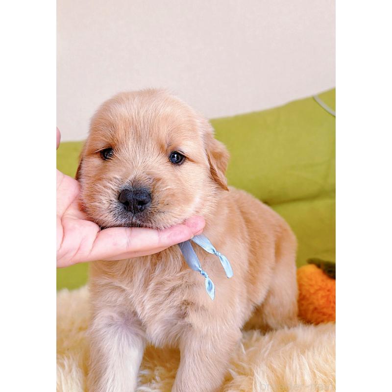 販売中の岐阜県のゴールデンレトリーバー-454657の13枚目