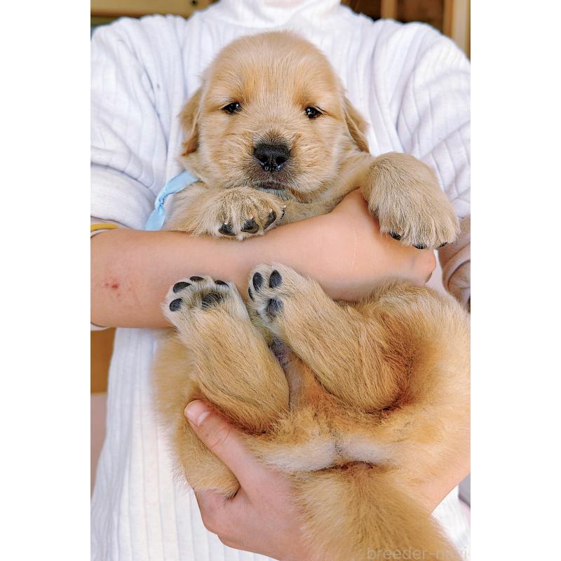 販売中の岐阜県のゴールデンレトリーバー-454657の12枚目