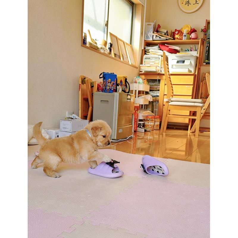 販売中の岐阜県のゴールデンレトリーバー-454657の11枚目