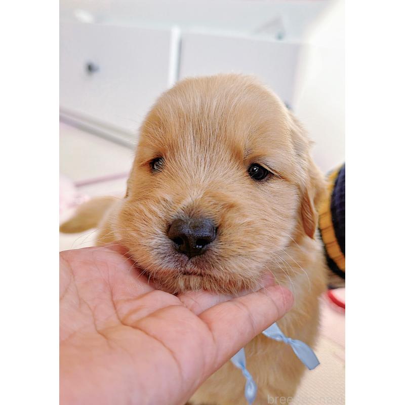 販売中の岐阜県のゴールデンレトリーバー-454657の10枚目