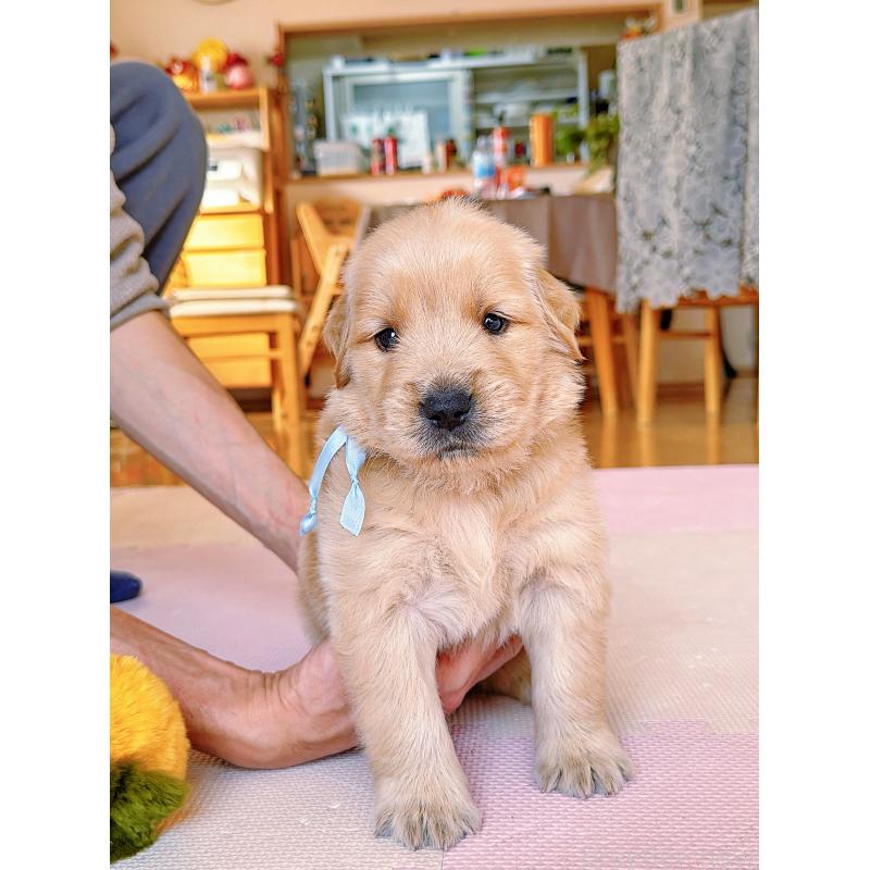 販売中の岐阜県のゴールデンレトリーバー-454657の9枚目