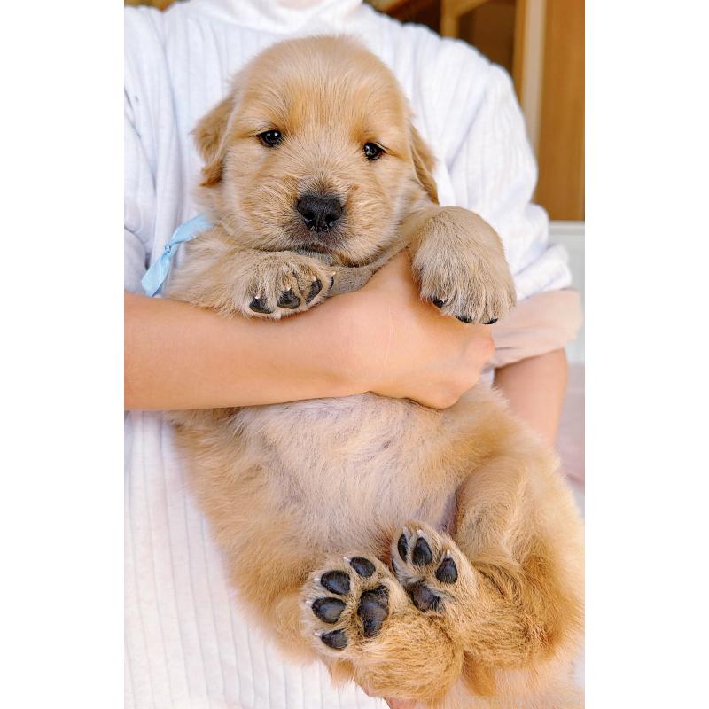 販売中の岐阜県のゴールデンレトリーバー-454657の8枚目