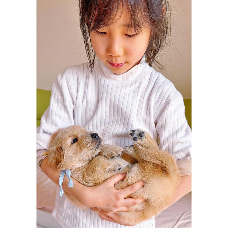 販売中の岐阜県のゴールデンレトリーバー-454657の7枚目