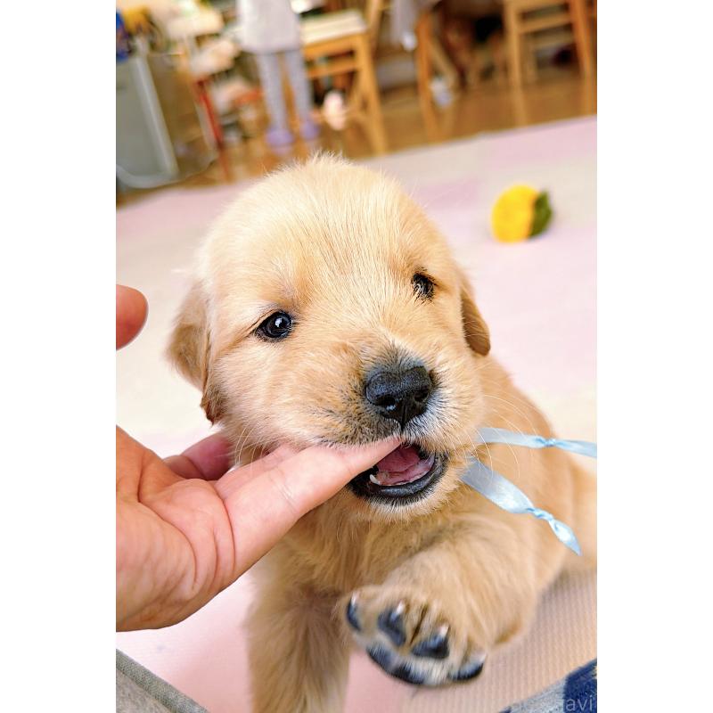 販売中の岐阜県のゴールデンレトリーバー-454657の6枚目