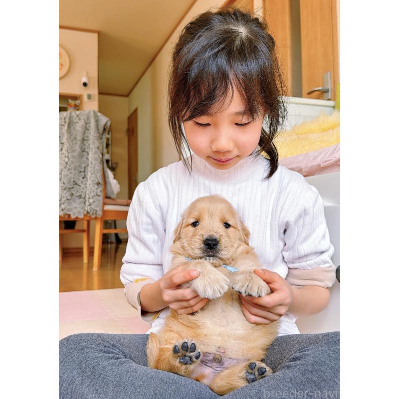 販売中の岐阜県のゴールデンレトリーバー-454657の5枚目