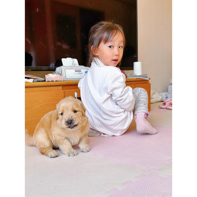 販売中の岐阜県のゴールデンレトリーバー-454657の3枚目