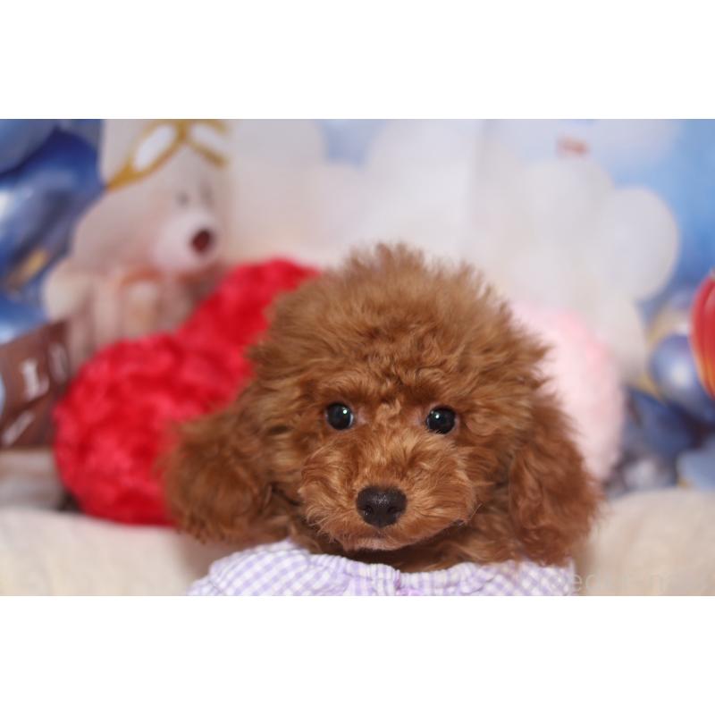 販売中の大阪府のティーカッププードル-445279の4枚目