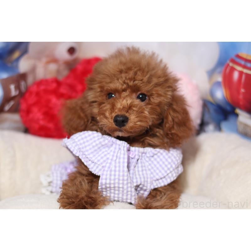 販売中の大阪府のティーカッププードル-445279の2枚目