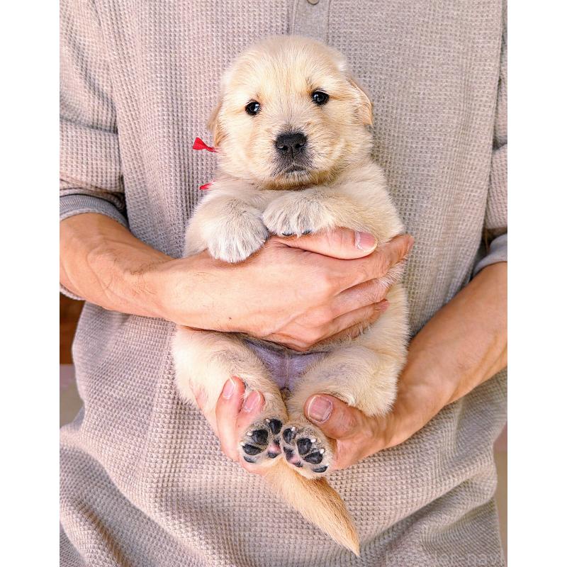 販売中の岐阜県のゴールデンレトリーバー-454587の15枚目